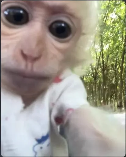 🙈 Стикер «Monkey Memes» для Telegram