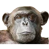 🐒 Эмодзи «Обезьяны» для Telegram