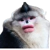 🐒 Эмодзи «Обезьяны» для Telegram