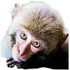 🐒 Эмодзи «Обезьяны» для Telegram