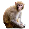 🐒 Эмодзи «Обезьяны» для Telegram