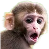 🐒 Эмодзи «Обезьяны» для Telegram