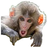 🐒 Эмодзи «Обезьяны» для Telegram