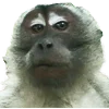 🐒 Эмодзи «Обезьяны» для Telegram