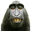 🐒 Эмодзи «Обезьяны» для Telegram
