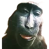 🐒 Эмодзи «Обезьяны» для Telegram