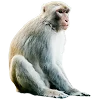 🐒 Эмодзи «Обезьяны» для Telegram