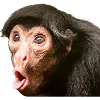 🐒 Эмодзи «Обезьяны» для Telegram