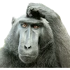 🐒 Эмодзи «Обезьяны» для Telegram