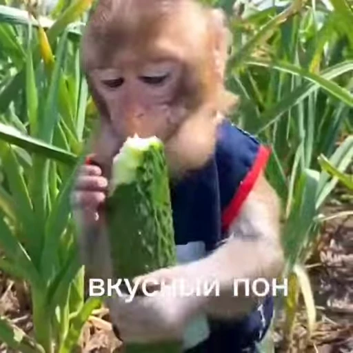🥒 Стикер «обезьяни пон» для Telegram