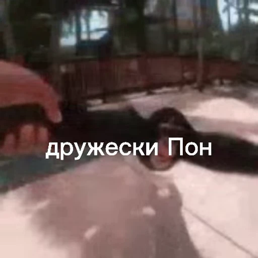 🧙‍♀ Стикер «обезьяни пон» для Telegram