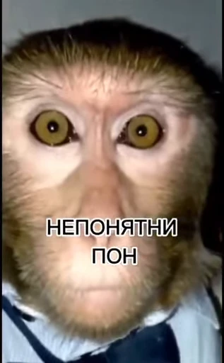 🤨 Стикер «обезьяни пон» для Telegram