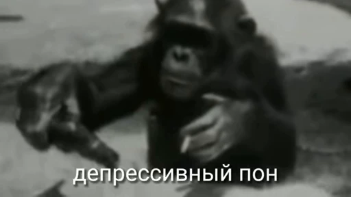 😔 Стикер «обезьяни пон» для Telegram