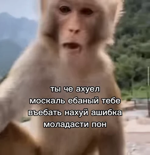 💀 Стикер «обезьяни пон» для Telegram