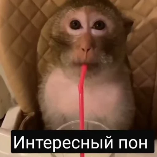 🧐 Стикер «обезьяни пон» для Telegram