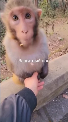 🧟 Стикер «обезьяни пон» для Telegram