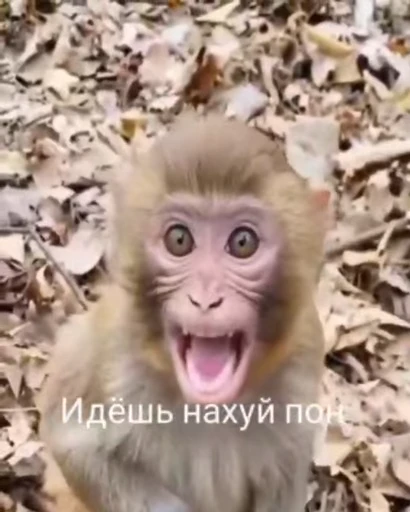 😡 Стикер «обезьяни пон» для Telegram
