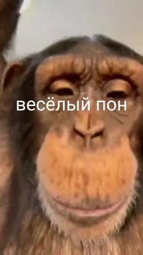 🌟 Стикер «обезьяни пон» для Telegram