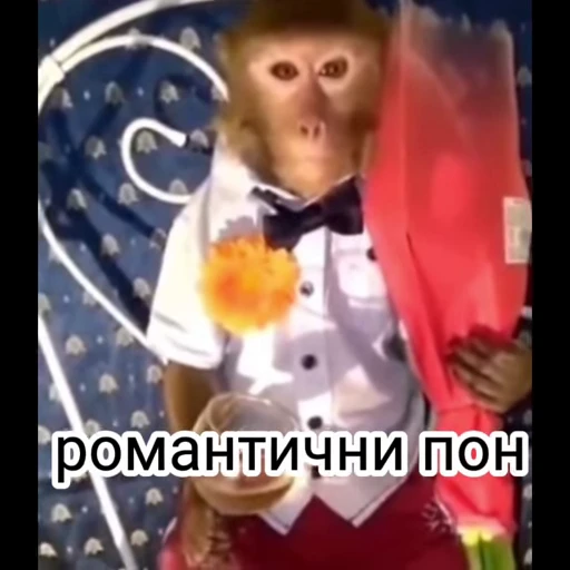 🥰 Стикер «обезьяни пон» для Telegram