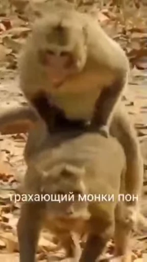 🔞 Стикер «обезьяни пон» для Telegram