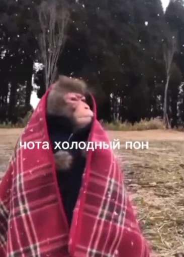 🥶 Стикер «обезьяни пон» для Telegram