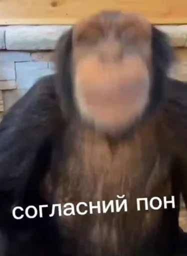 😙 Стикер «обезьяни пон» для Telegram