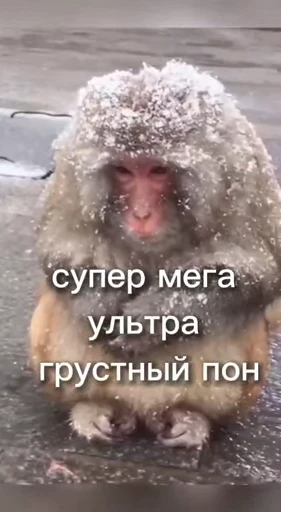 😭 Стикер «обезьяни пон» для Telegram