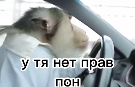 💀 Стикер «обезьяни пон» для Telegram