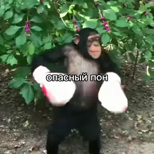 🥊 Стикер «обезьяни пон» для Telegram