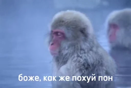 🥶 Стикер «абизяна пони 3» для Telegram