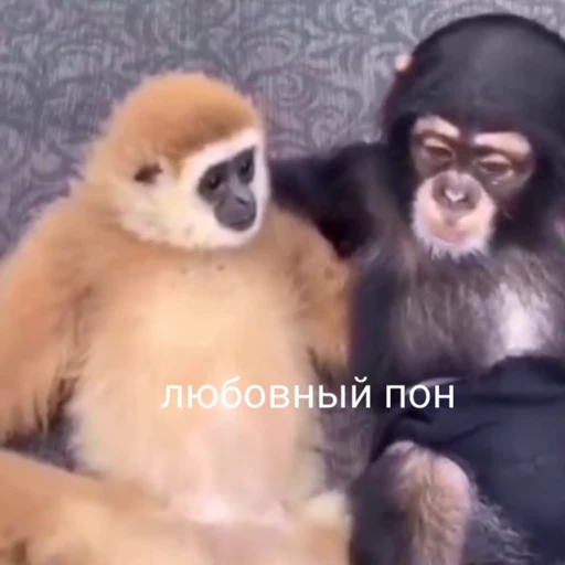 😘 Стикер «абизяна пони 3» для Telegram