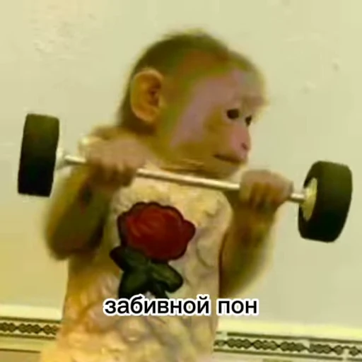 💀 Стикер «абизяна пони 3» для Telegram