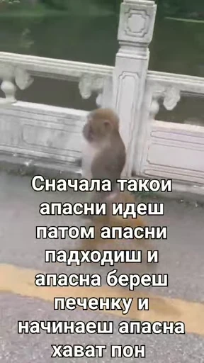 💀 Стикер «абизяна пони 3» для Telegram