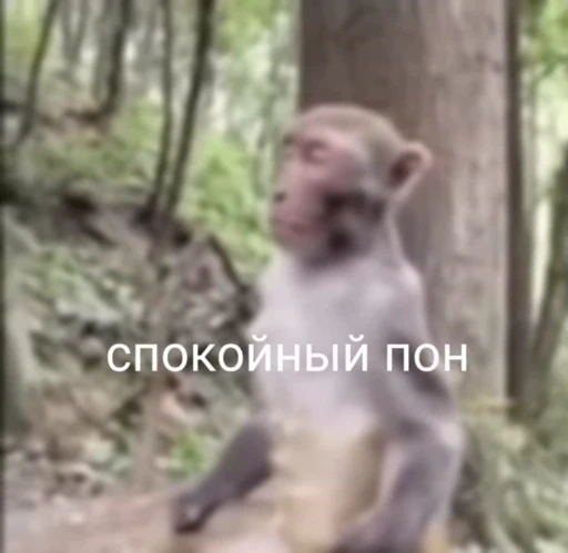 💀 Стикер «абизяна пони 3» для Telegram