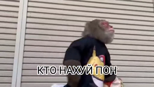 💀 Стикер «абизяна пони 3» для Telegram