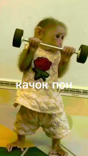 🥺 Стикер «абизяна пони 3» для Telegram