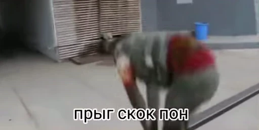 💀 Стикер «абизяна пони 3» для Telegram