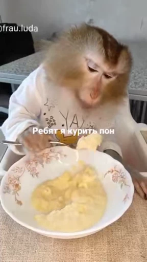 💀 Стикер «абизяна пони 3» для Telegram
