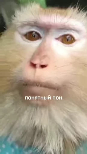😐 Стикер «абизяна пони 3» для Telegram