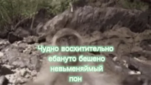 🐵 Стикер «абизяна пони 3» для Telegram