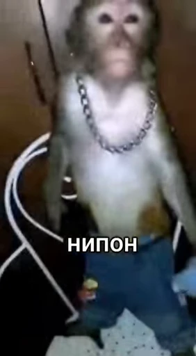 💀 Стикер «абизяна пони 3» для Telegram