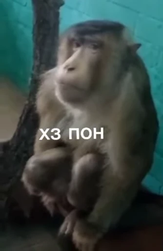 👨‍🦼 Стикер «абизяна пони 3» для Telegram