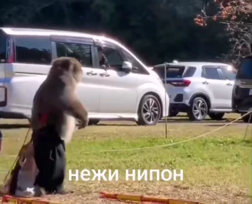 💀 Стикер «абизяна пони 3» для Telegram