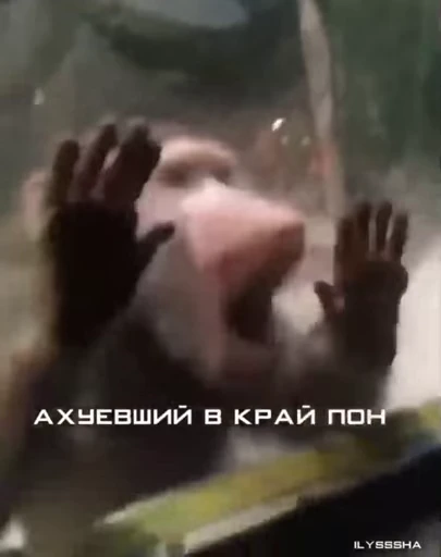 💀 Стикер «абизяна пони 3» для Telegram