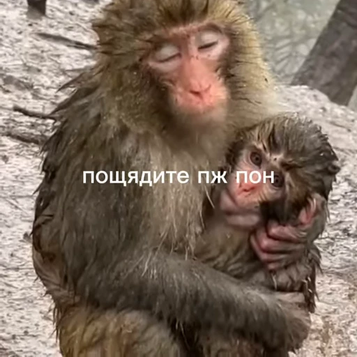 💀 Стикер «абизяна пони 3» для Telegram
