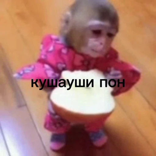 🥺 Стикер «абизяна пони 3» для Telegram