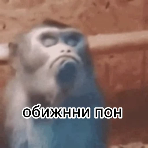 😟 Стикер «абизяна пони 3» для Telegram