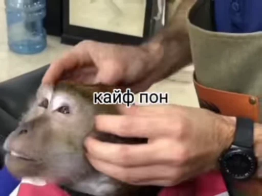 💀 Стикер «абизяна пони 3» для Telegram