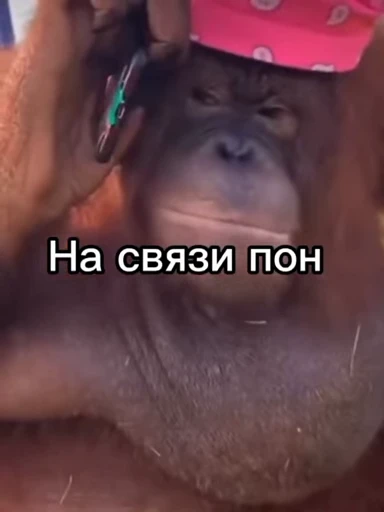💀 Стикер «абизяна пони 3» для Telegram