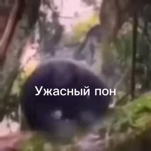 💀 Стикер «абизяна пони 3» для Telegram